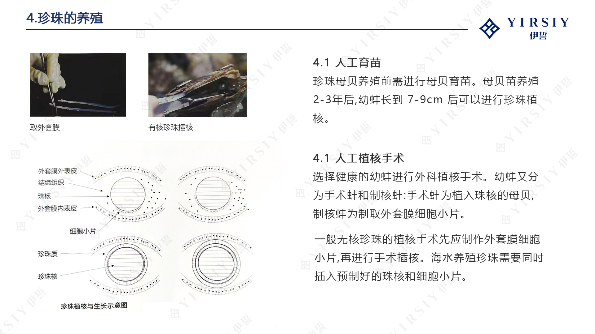 珍珠的养殖