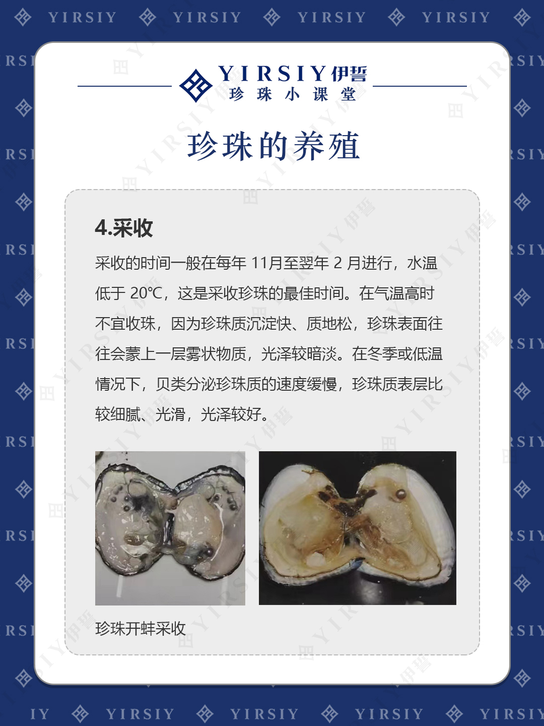 珍珠养殖5